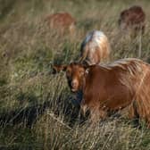 A herd of Mossy Oaks Royal Golden Guernsey goats have been brought to a field on Wykebeck Woods and Asket Hill