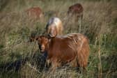 A herd of Mossy Oaks Royal Golden Guernsey goats have been brought to a field on Wykebeck Woods and Asket Hill