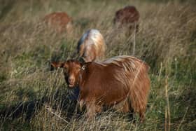 A herd of Mossy Oaks Royal Golden Guernsey goats have been brought to a field on Wykebeck Woods and Asket Hill