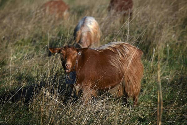 A herd of Mossy Oaks Royal Golden Guernsey goats have been brought to a field on Wykebeck Woods and Asket Hill
