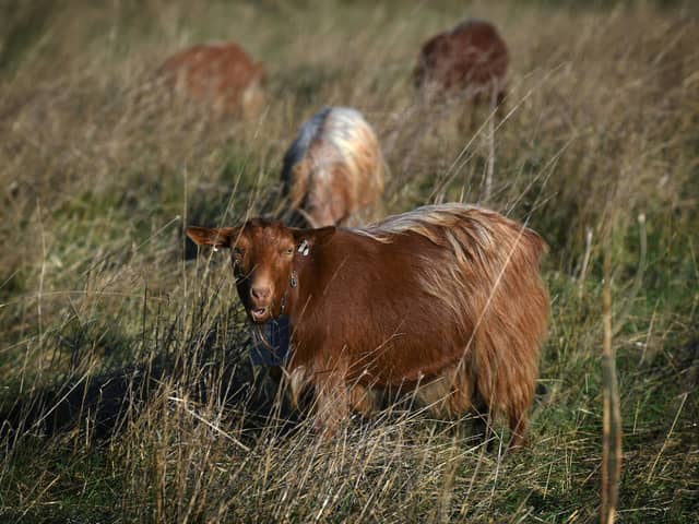 A herd of Mossy Oaks Royal Golden Guernsey goats have been brought to a field on Wykebeck Woods and Asket Hill