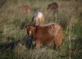 A herd of Mossy Oaks Royal Golden Guernsey goats have been brought to a field on Wykebeck Woods and Asket Hill