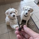 Rupert, left, and Honey, right, absolutely love their daily dose