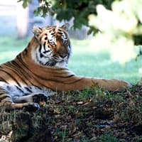 Tiger seen for first time since fatal attack as Yorkshire Wildlife Park re-opens to public