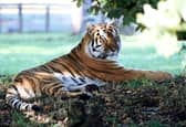 Altai the tiger in the enclosure at Yorkshire Wildlife Park on October 16
