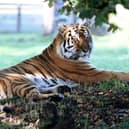 Altai the tiger in the enclosure at Yorkshire Wildlife Park on October 16