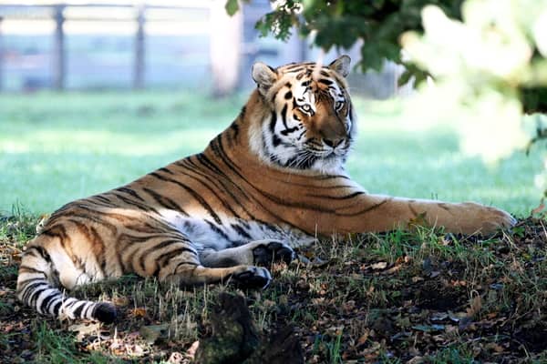 Altai the tiger in the enclosure at Yorkshire Wildlife Park on October 16