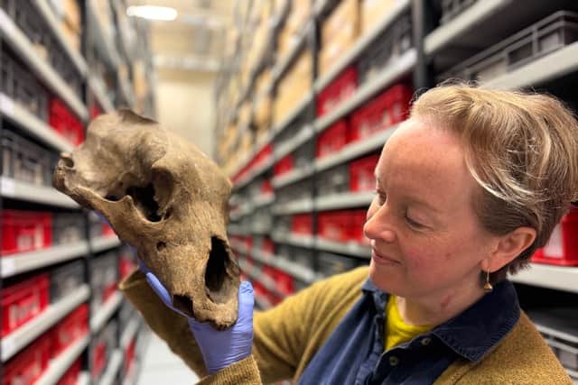 Clare Brown, Leeds Museums and Galleries’ curator of natural sciences, pictured with an Ice Age artefact.