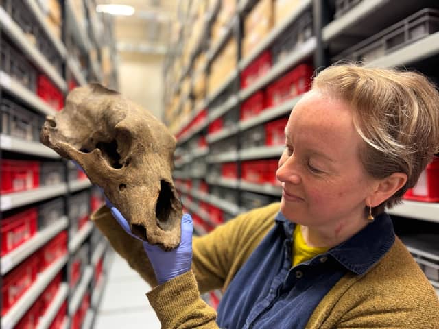 Clare Brown, Leeds Museums and Galleries’ curator of natural sciences, pictured with an Ice Age artefact.