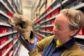 Clare Brown, Leeds Museums and Galleries’ curator of natural sciences, pictured with an Ice Age artefact.