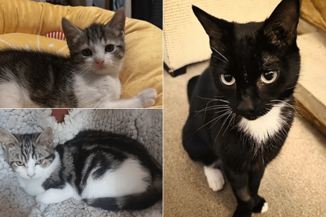 26 adorable rescue cats and kittens looking for forever homes in Leeds