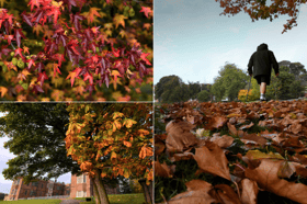 Fiery red leaves, golden tree canopies, and crisp morning walks - striking new photographs capture the breathtaking seasonal shift transforming one of Leeds' most famous historic estates  