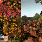 Fiery red leaves, golden tree canopies, and crisp morning walks - striking new photographs capture the breathtaking seasonal shift transforming one of Leeds' most famous historic estates  