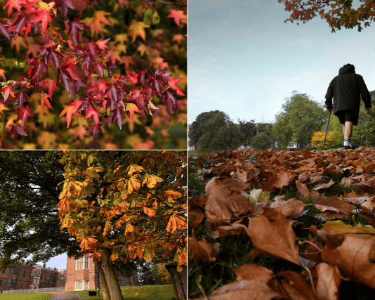 Fiery red leaves, golden tree canopies, and crisp morning walks - striking new photographs capture the breathtaking seasonal shift transforming one of Leeds' most famous historic estates  