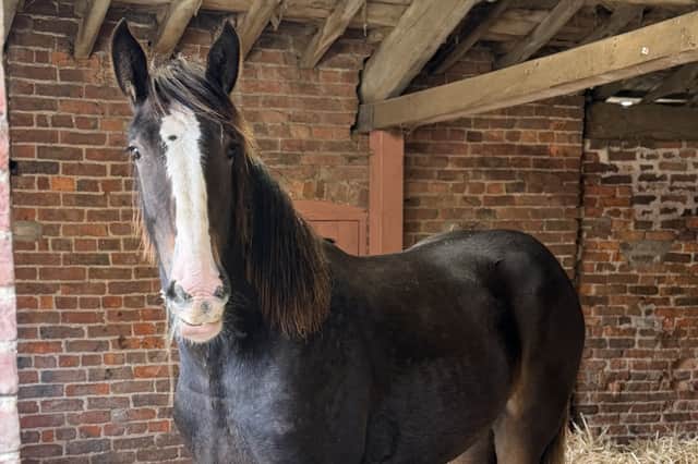 "Batley Charlotte Gray", known as Charlotte, arrived at the farm on Sunday 18 October.