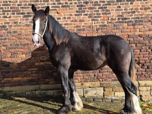 A young Shire horse has become the latest resident at Temple Newsam's Home Farm, where she will begin training for a future role helping to bring traditional farming practices to life for visitors.