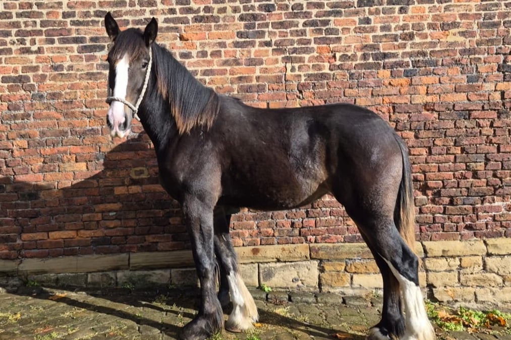 Mane attraction: Meet Temple Newsam Farm’s newest four-legged star