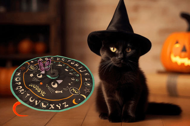 National Black Cat Day: 7 spooky and purr-fect toys to treat your favourite moggie