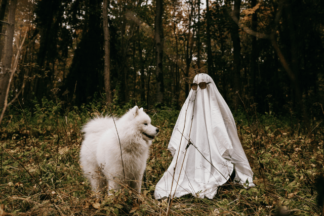 Yorkshire country brand Rydale has mapped out three scenic countryside walks steeped in spooky ghost dog folklore for a Halloween weekend outing with your four-legged friend.