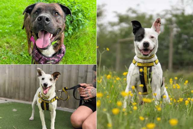 11 dogs looking for their forever homes from Dogs Trust Leeds this Halloween