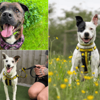 11 dogs looking for their forever homes from Dogs Trust Leeds this Halloween