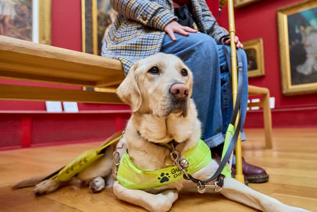 Guide dog Dezzie