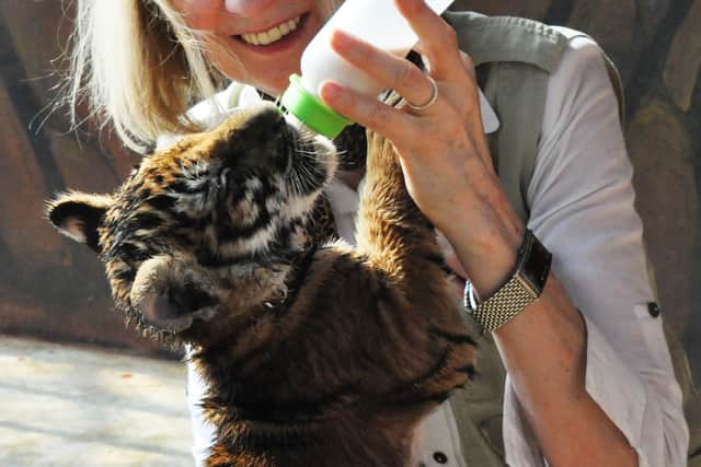 Pollyanna visits a tiger orphanage
