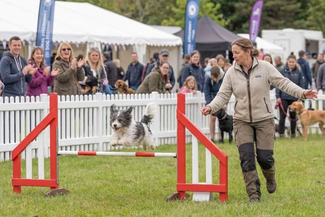 Dog Agility at DogFest on the Farm