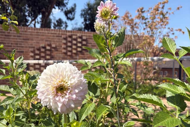 Dahlias in bloom in the garden of the Rob Burrow Centre for MND