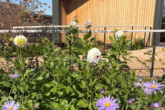 Dahlias blooming in the garden of the Rob Burrow Centre for MND