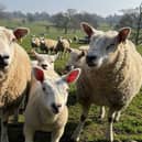 Farm animals