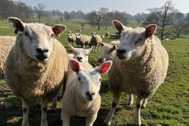 Farm animals