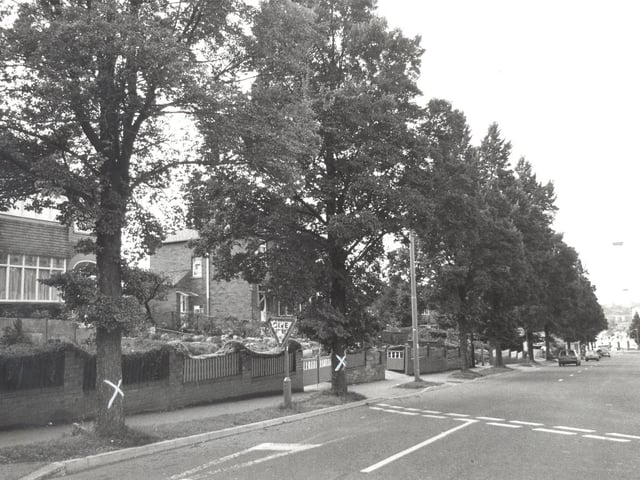 Trees were being chopped down in Halton after a surge in Dutch Elm disease. Those marked for the axe had a white cross painted on them.