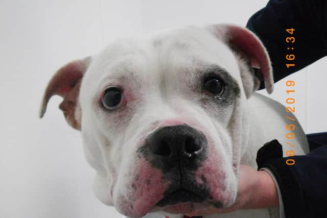 American bulldog Teagan was put down after suffering complications from untreated infections