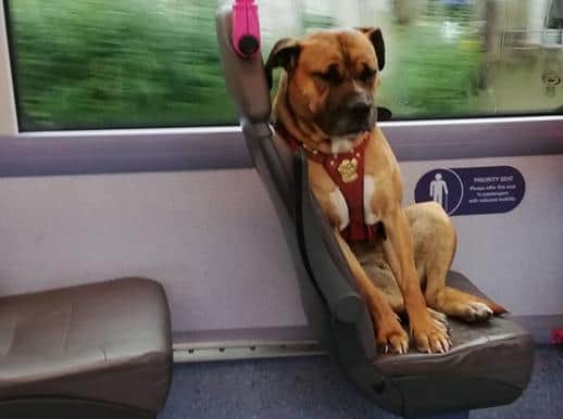 This dog boarded a bus all on her own after she was apparently abandoned by her owners. Picture: Gemma Burton
