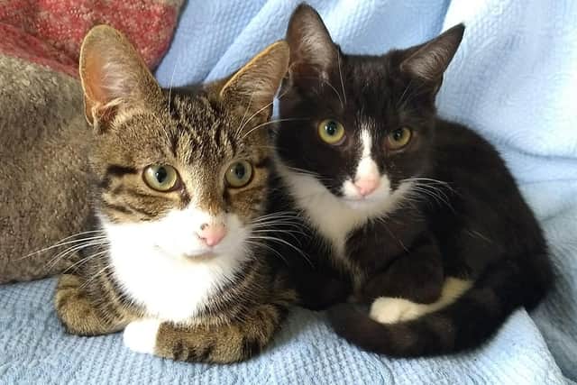 Tibbs & Timmy are just two of the many ktitens saved by Leeds Cat Rescue - who are now appealing for donations for their autumn fair.