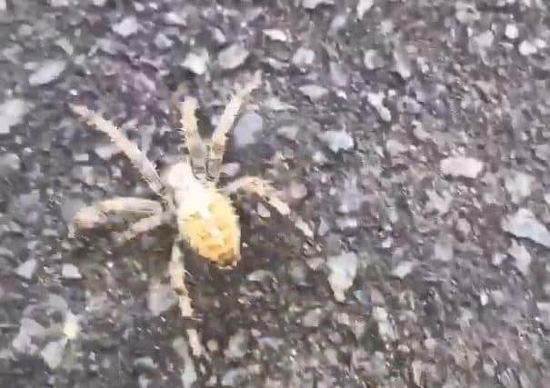 The gigantic spider was found crawling down a street in Bramley