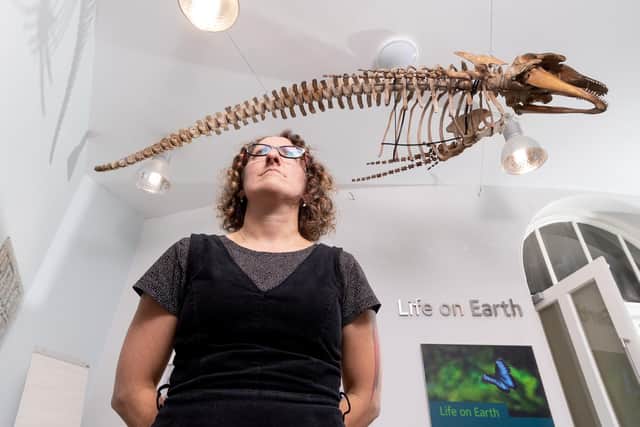 Rebecca Machin, Leeds Museums and Galleries' curator of natural sciences admiring the new exhibit at Leeds City Museum a skeleton of a Long-Finned Pilot Whale. Picture James Hardisty.