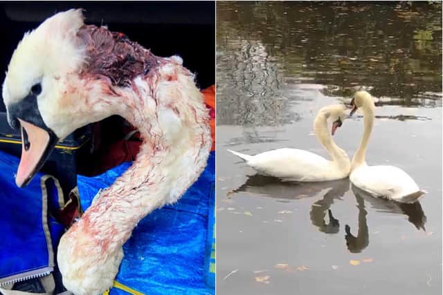 The two swans were rescued by Yorkshire Swan and Wildlife Rescue Hospital - and have found love since making a full recovery