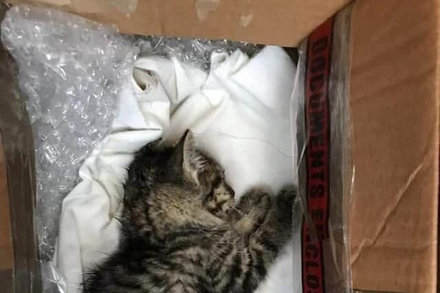 The kitten was found soaking wet with hypothermia. Photo provided by Leeds Cat Rescue.