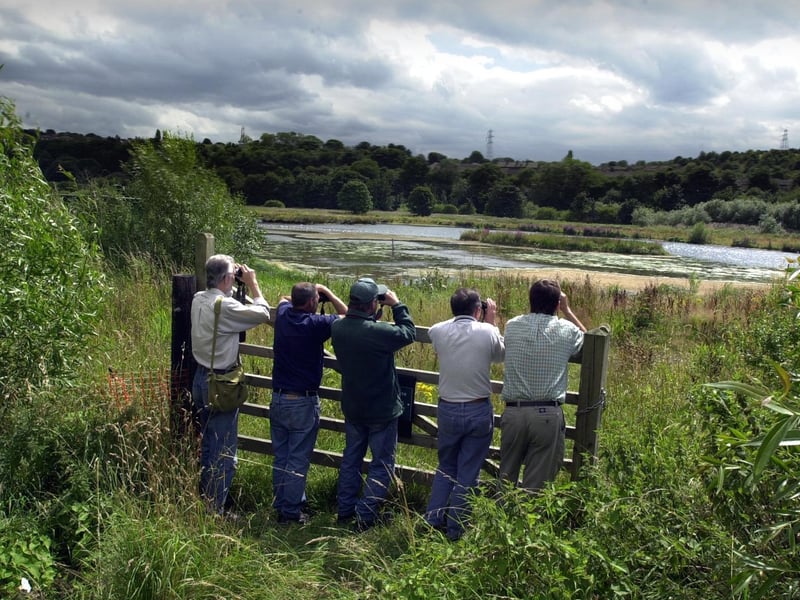 Birdwatchers get a rare chance to see the Marbled Duck at Rodley Nature Reserve in July 2003.
