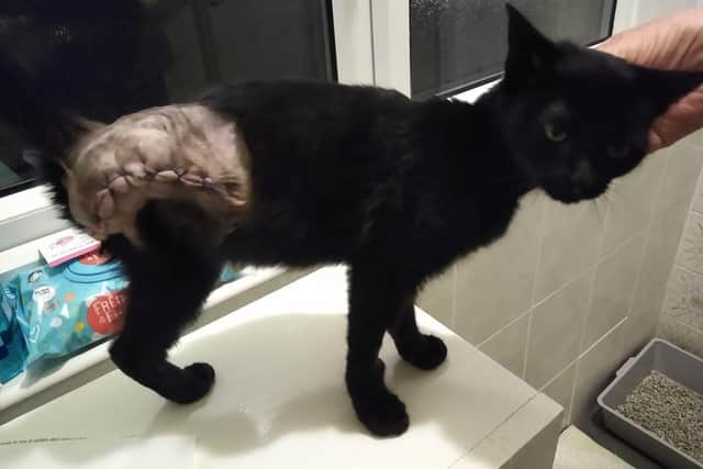 Kitten abandoned at 'dumping ground' A1 roundabout survives after vets are forced to amputate her leg
