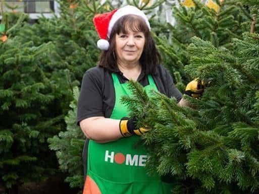 Homebase team member, Elisabeth, amongst some of this years first Christmas trees which will be donated to schools, charities and community groups across the country