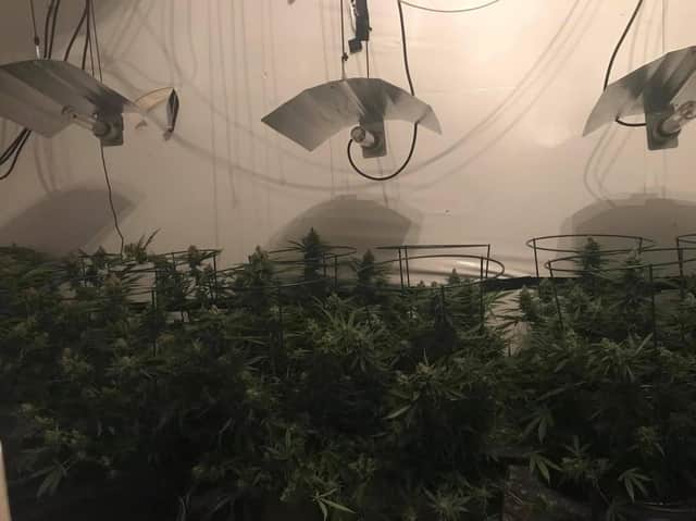 A large cannabis grow was found at an address in Bramley on Thursday evening (Photo: WYP)