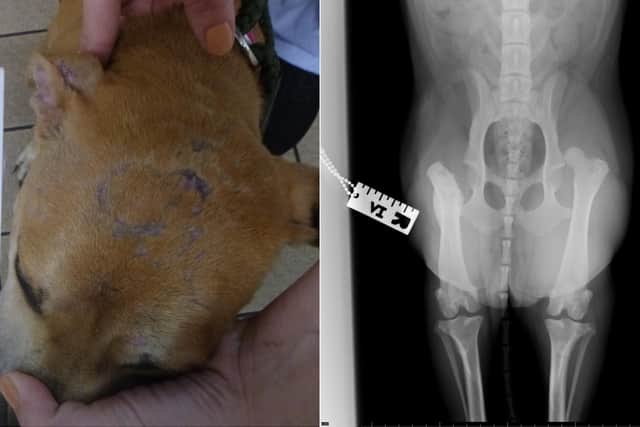 Sashawas found with both hips dislocated, three rib fractures and scarring on her head consistent with cigarette burns (Photos: RSPCA)