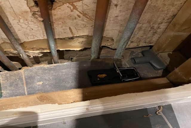Rat traps placed around the house on Rider Road