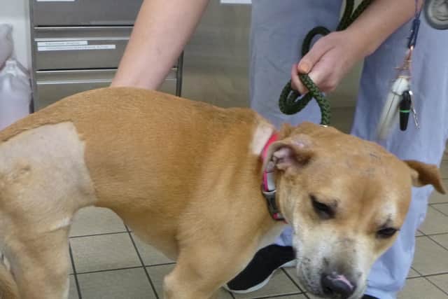 A woman has been banned for keeping animals for life after she failed to protect Staffy Sasha from horrific abuse (Photo: RSPCA)