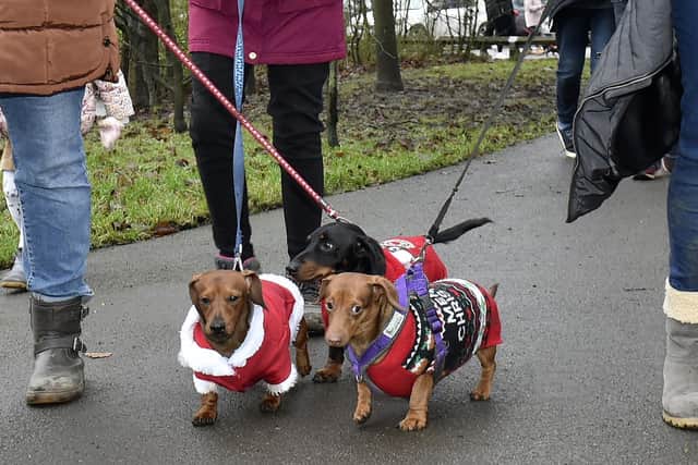 Nearly 400 Dachshunds joined the walk at Roundhay Park