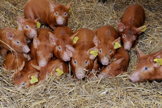 The rare breed female piglets will be sold on at shows rather than reared for meat