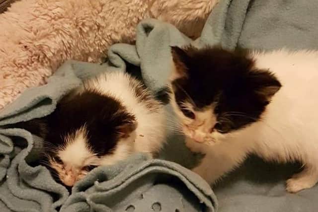 Three tiny kittens have been rescued after their mother was put down on Christmas Day (Photo: Leeds Cat Rescue)